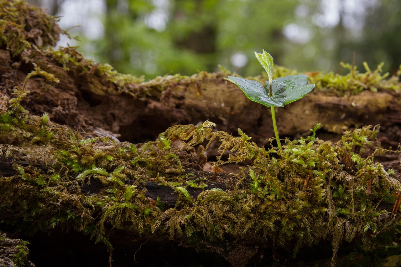 髪の年齢を若返りさせるためのスカルプケア方法は？