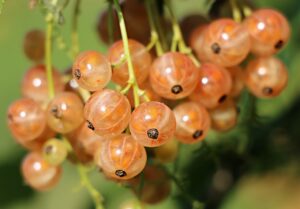 髪の年齢老化を防止する抗酸化食材とは？