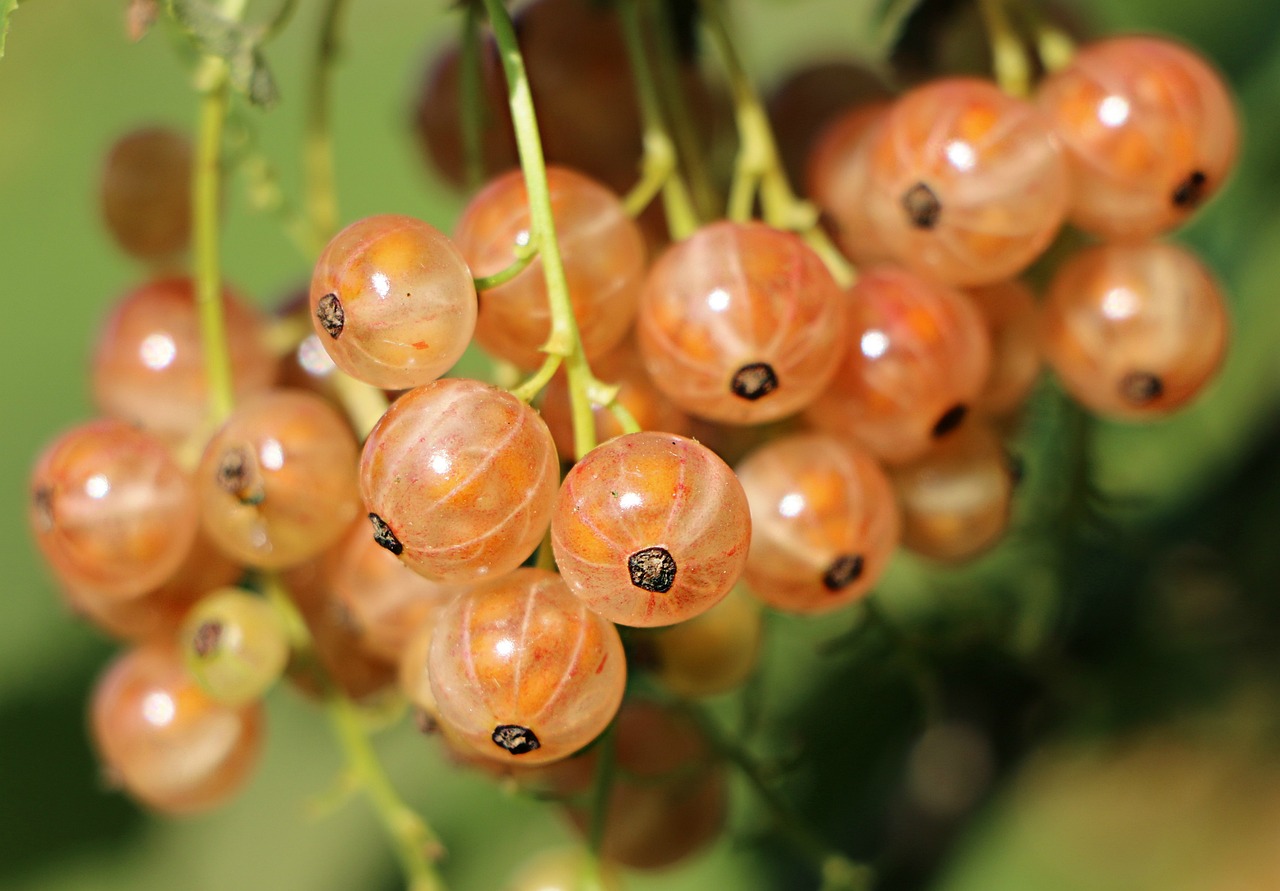 髪の年齢老化を防止する抗酸化食材とは？