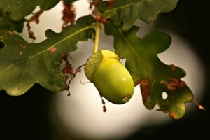 髪年齢を若返るために必要な食べ物と栄養素は？